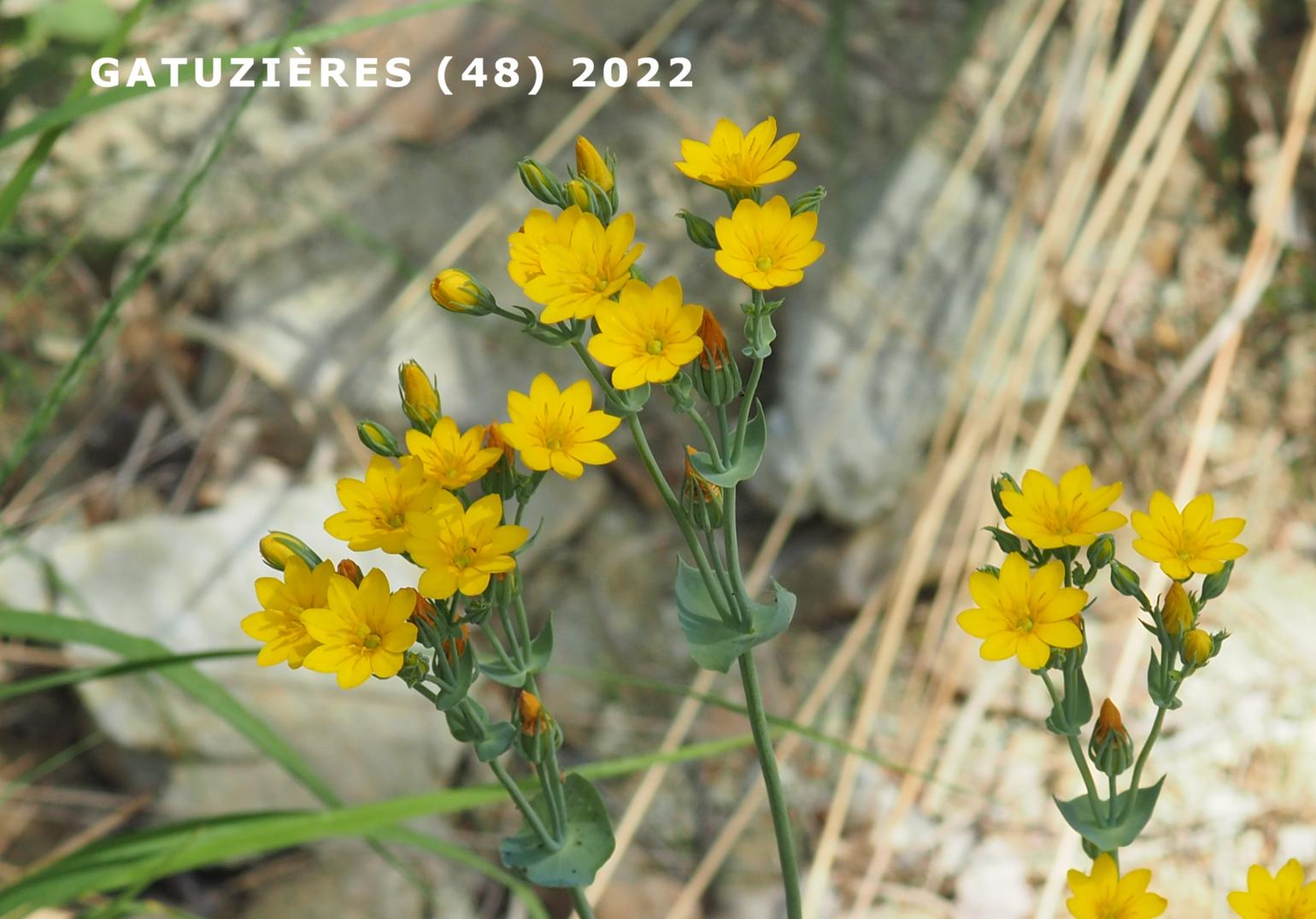 Yellow-wort